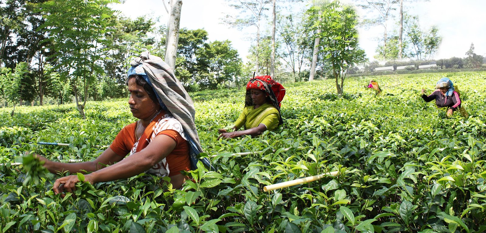 Nature Land Tours | Discover Sri Lanka’s Cultural Heritage & Historical Wonders